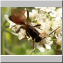 Stenichneumon culpator - Schlupfwespe w030d 16mm-fdet02b-Joel Valemberg.jpg